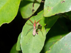 Ricolla quadrispinosa