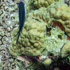 Porites astreoides