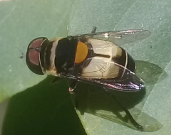Palpada pusilla