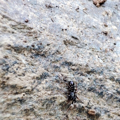 Phrurolinillus