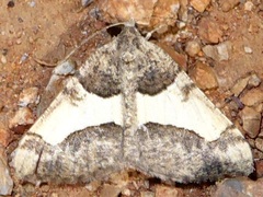 Frederickia hypaethrata