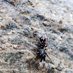 Phrurolinillus