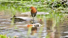 Rallina eurizonoides