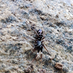 Phrurolinillus