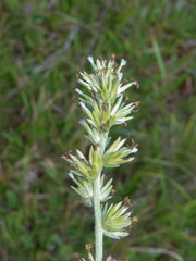Elephantopus angustifolius