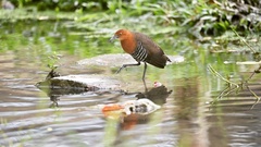 Rallina eurizonoides