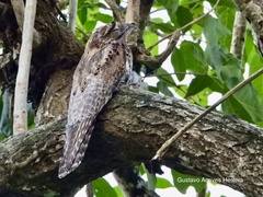 Nyctibius jamaicensis
