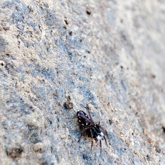 Phrurolinillus