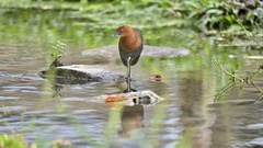 Rallina eurizonoides