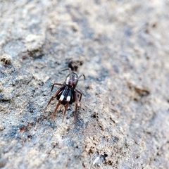 Phrurolinillus