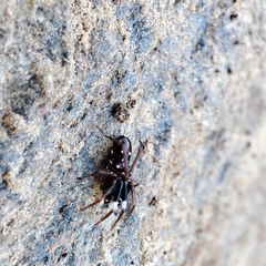 Phrurolinillus