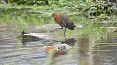 Rallina eurizonoides