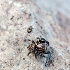 Iberattus semiglabratus