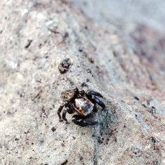 Iberattus semiglabratus