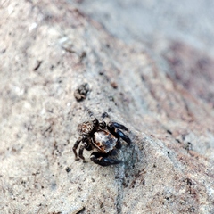 Iberattus semiglabratus