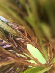 Cyperus polystachyos