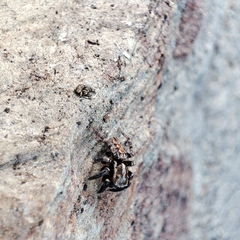 Iberattus semiglabratus