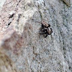 Iberattus semiglabratus