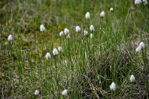 Image of Russet Cottongrass (Eriophorum chamissonis) by no rights reserved