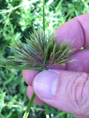 Cyperus polystachyos