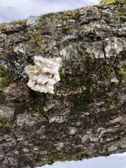 Irpiciporus