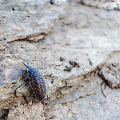 Porcellionides cingendus