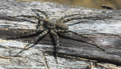 Pardosa mercurialis