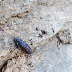 Porcellionides cingendus