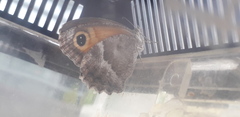 Pyronia cecilia
