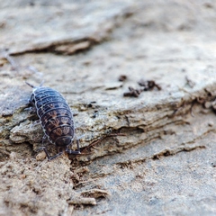 Porcellionides cingendus