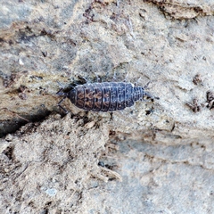 Porcellionides cingendus