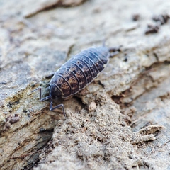 Porcellionides cingendus