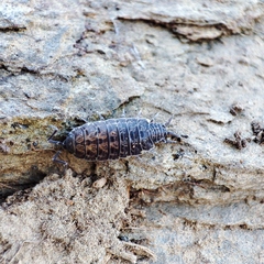 Porcellionides cingendus
