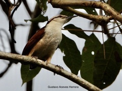 Campylorhynchus chiapensis