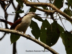 Campylorhynchus chiapensis