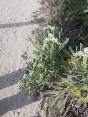 Tournefortia gnaphalodes