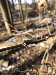 Zanthoxylum americanum