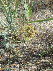 Astrodaucus littoralis