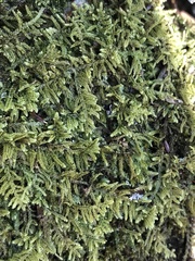 Callicladium imponens