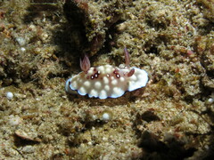 Goniobranchus hintuanensis