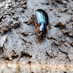 Platynini