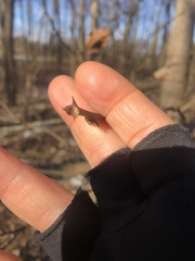 Zanthoxylum americanum