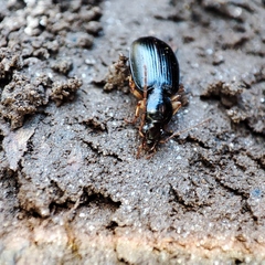 Platynini