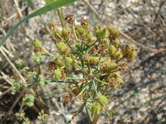 Astrodaucus littoralis