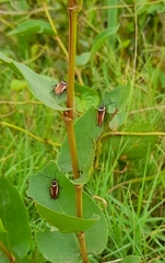 Pseudomops neglectus