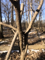Zanthoxylum americanum