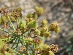 Astrodaucus littoralis
