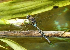 Rhionaeschna marchali