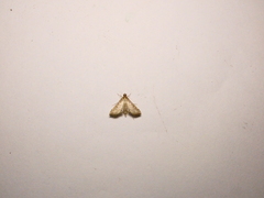 Marasmia cochrusalis