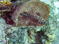 Cephalopholis cruentata
